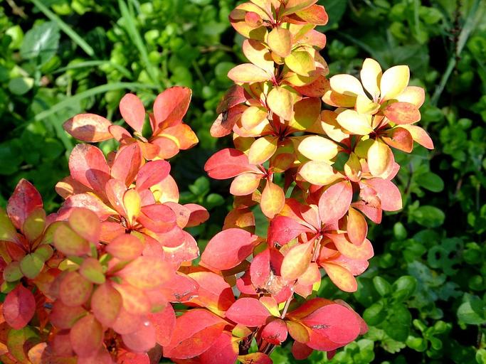 Саженец Барбарис Тунберга Мария от питомника AXKZ ОПТ фото 1