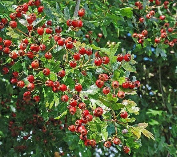 Саженец Боярышник сливолистный от питомника AXKZ ОПТ фото 1