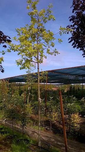 Саженец Дуб черешчатый от питомника AXKZ ОПТ фото 1