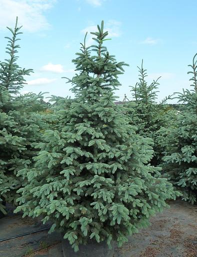 Саженец Ель колючая от питомника AXKZ ОПТ фото 1