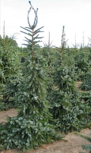 Саженец Ель сербская от питомника AXKZ ОПТ фото 1