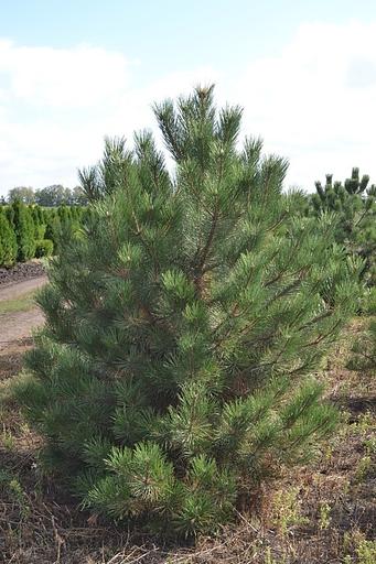 Саженец Сосна черная от питомника AXKZ ОПТ фото 1