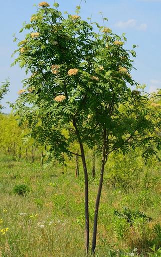 Саженец Рябина обыкновенная от питомника AXKZ ОПТ фото 1