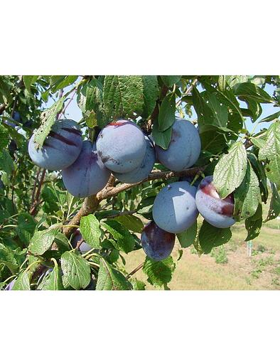 Саженец Слива Заречная ранняя от питомника AXKZ ОПТ фото 1