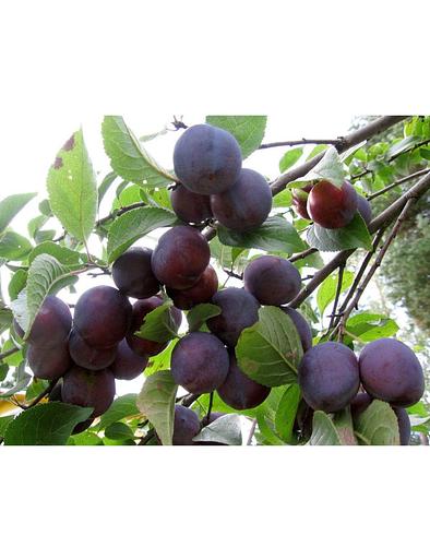 Саженец Слива Этюд от питомника AXKZ ОПТ фото 1