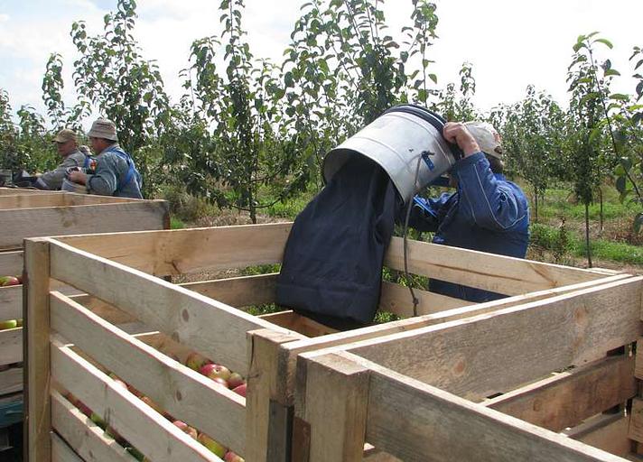 Сумки для сбора плодов фото 2