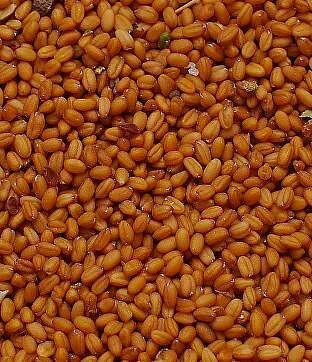 Семена рыжика озимого фото 1