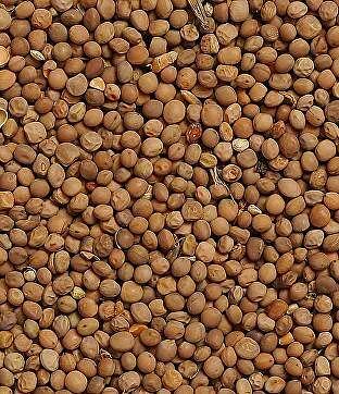 Семена редьки масличной фото 1