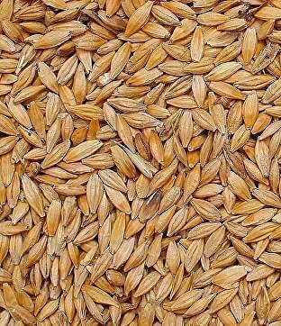 Семена ячменя фото 1