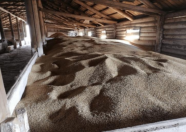 Семена Ячменя сорт «Нур» фото 1