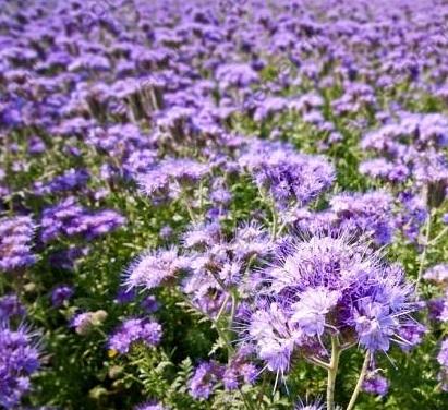 Семена Фацелии, сорт «Наталия», РС-1 ОПТ фото 1