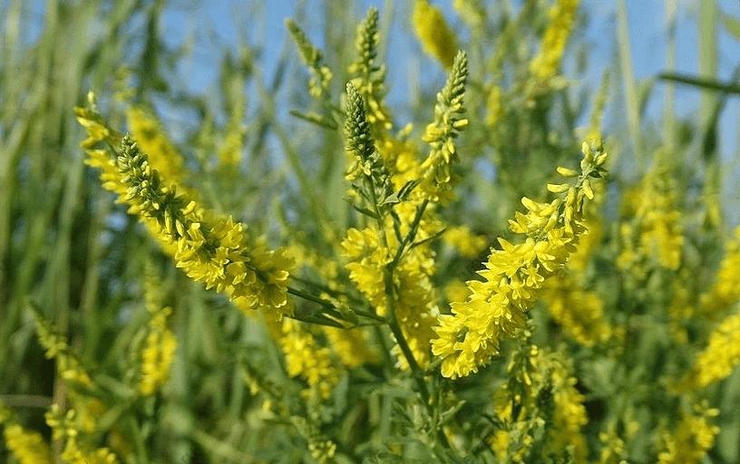 Семена Донника Желтого, ОПТ фото 1