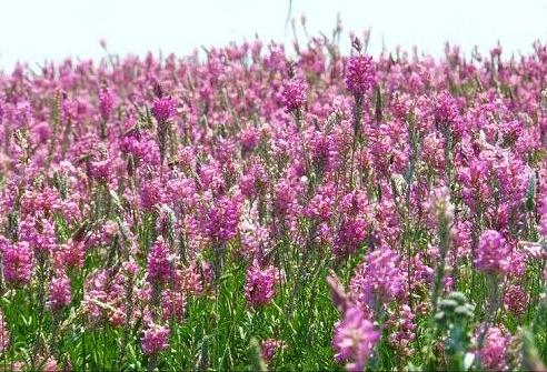 Семена Эспарцета, сорт песчаный, ОПТ фото 1