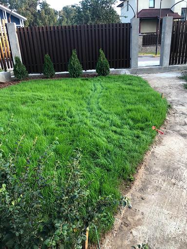 Семена газон магистральный фото 1