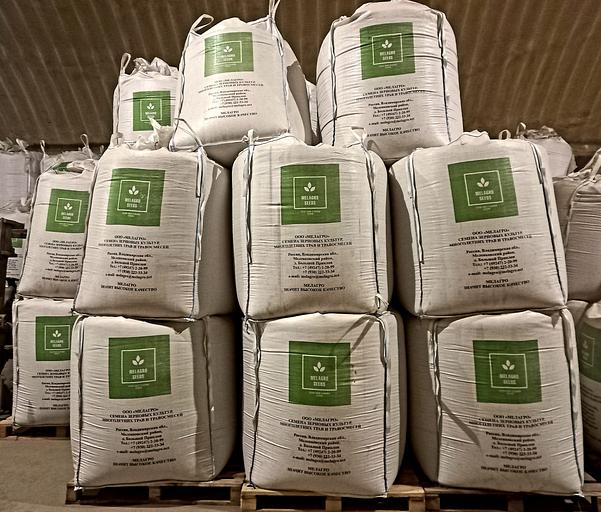 Семена пшеницы «Злата» опт фото 2