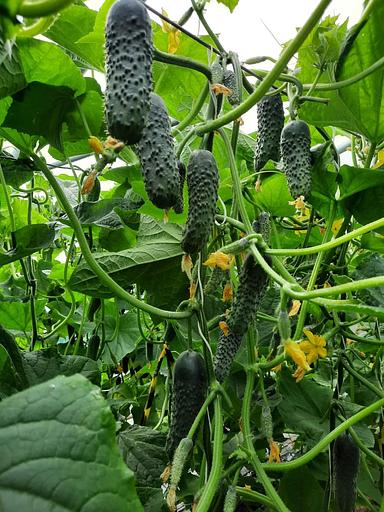 Семена огурца «F1 Бомбардир» опт фото 2