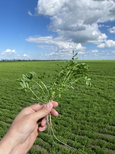 Семена чечевицы «Донская краснозёрная» фото 4