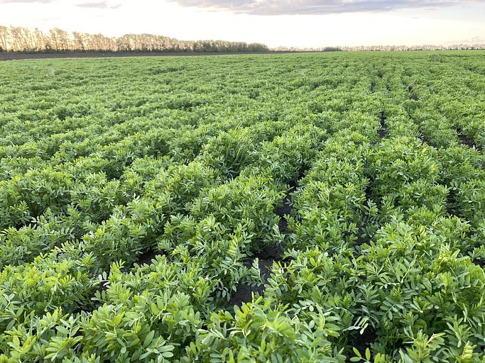 Семена чечевицы «Донская краснозёрная» фото 5