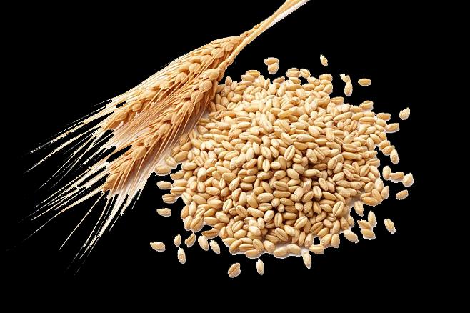 Семена озимой пшеницы «Еланчик» фото 1