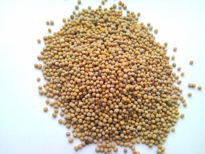 Семена белой горчицы опт фото 1