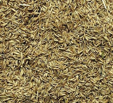 Семена «Ежа сборная ВИК 61» опт фото 1