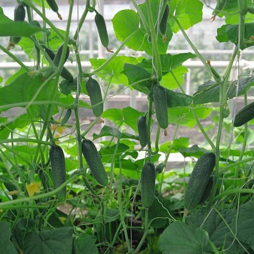 Семена огурца Bejo Zaden «Алекс» F1 опт фото 1