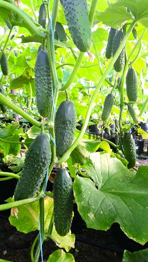 Семена огурца Bejo Zaden «Антисипатор» F1 опт фото 1
