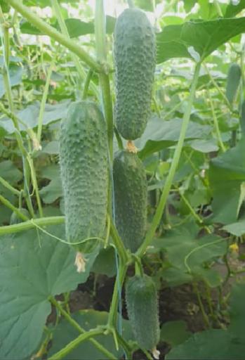 Семена огурца Nongwoo Bio «Арена» F1 опт фото 1