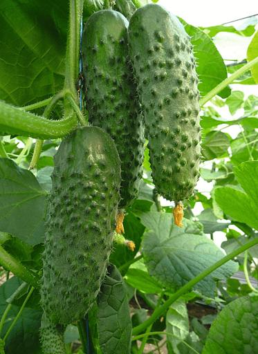 Семена огурца Bejo Zaden «Артист» F1 опт фото 1