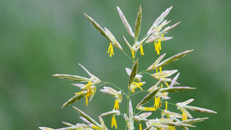 Семена - Кострец безостый, Ростовская область фото 1