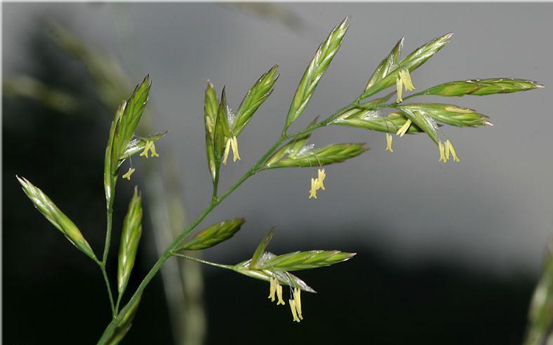 Семена - Овсяница луговая, Ростовская область фото 1