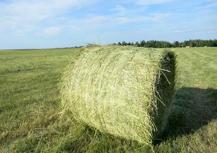 Луговое сено в рулонах опт фото 1