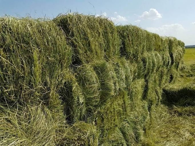 Луговое сено в тюках опт фото 1