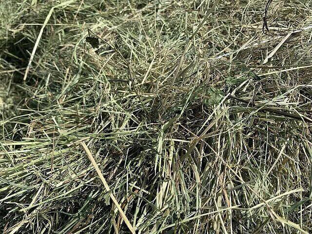 Сено в мешках отборное опт фото 3