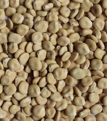 Семена люпина белого «Мичуринский» опт фото 1