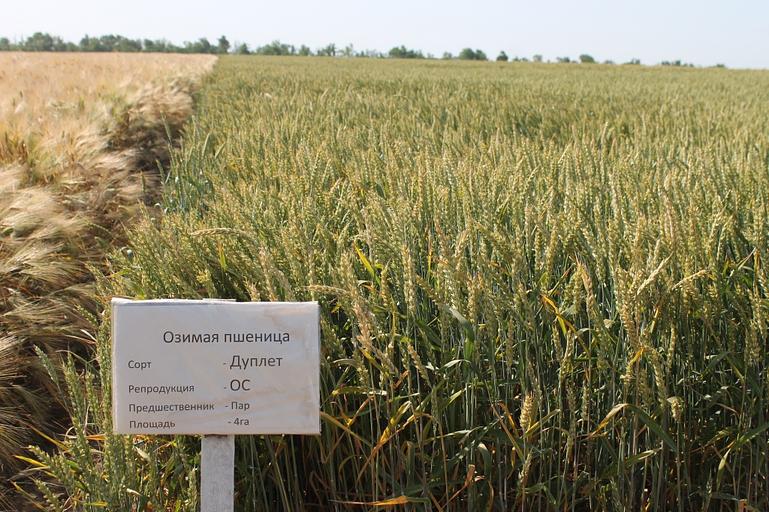 Пшеница мягкая озимая «Дуплет» опт фото 1