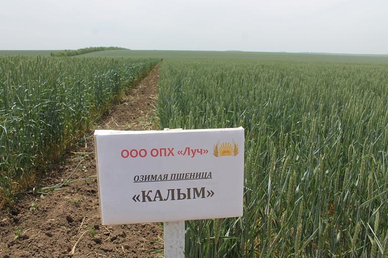 Пшеница мягкая озимая «Калым» опт фото 1