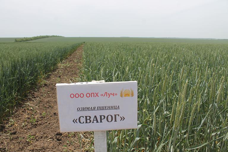 Пшеница мягкая озимая «Сварог» опт фото 1