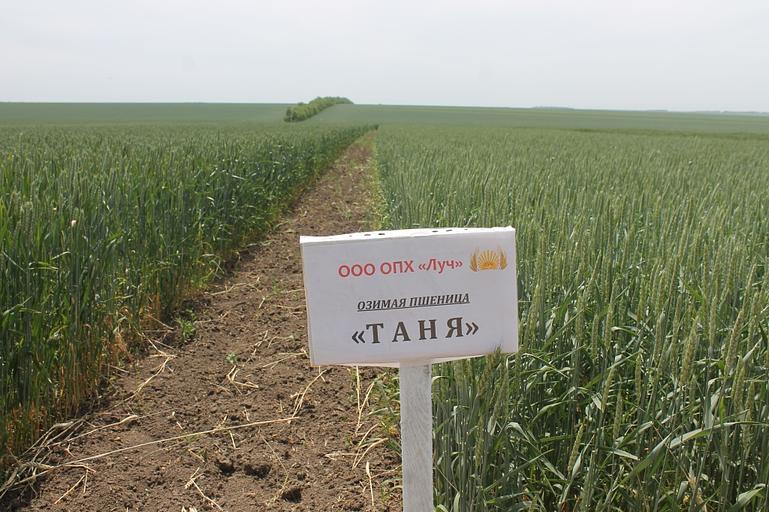 Пшеница мягкая озимая «Таня» опт фото 1