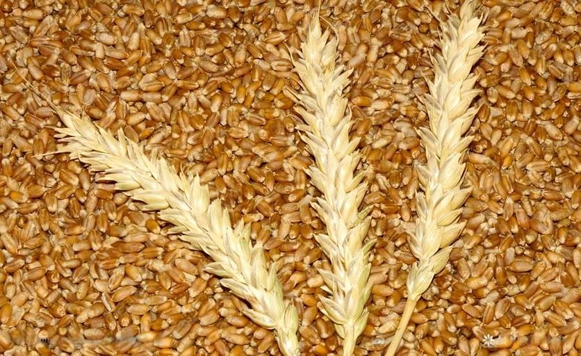 Семена яровой пшеницы «Ульяновская 105» фото 1