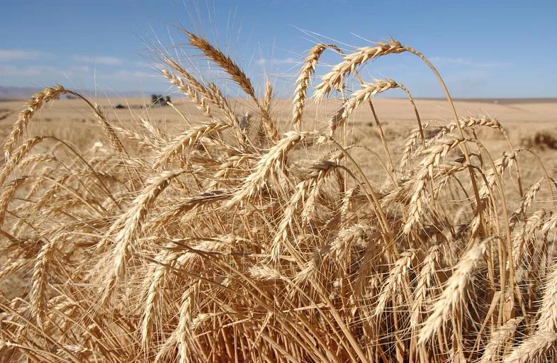 Пшеница «Безенчукская нива» ОПТ фото 1