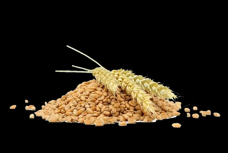 Удобрение для обработки семян «Изагри Форс» комплекс питание опт фото 2