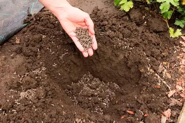 Фертилаг опт фото 1