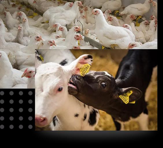 Органическая кормовая добавка еврокуб 1000 л фото 2