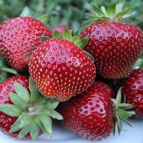 Рассада - Мальвина - традиционный сорт земляники садовой Опт фото 1