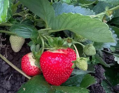 Рассада - Сан Андреас - ремонтантный сорт земляники садовой Опт фото 1