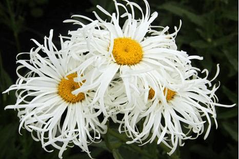 Саженцы декоративные - Нивяник великолепный Олд Корт Опт фото 1