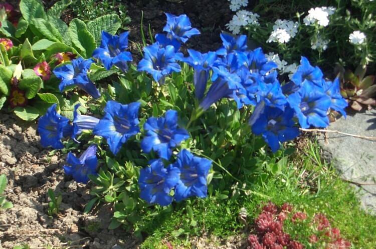 Саженцы декоративные - Горечавка Корона Опт фото 1