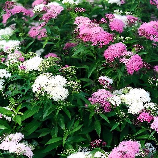 Саженцы декоративные - Спирея Японская «Широбана» Опт фото 1