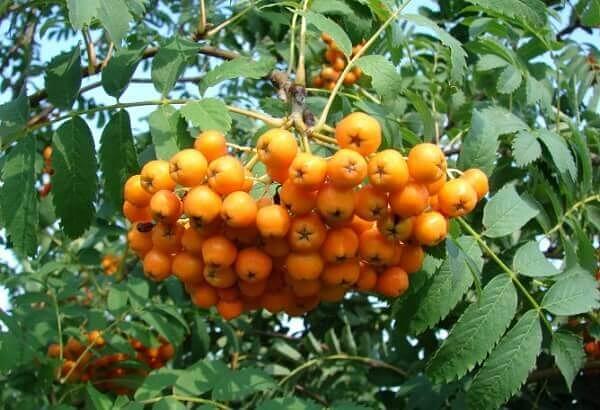 Саженцы декоративных деревьев - Рябина Желтая Опт фото 2